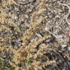 Cassinia sifton at Queanbeyan East, NSW - 20 Aug 2022