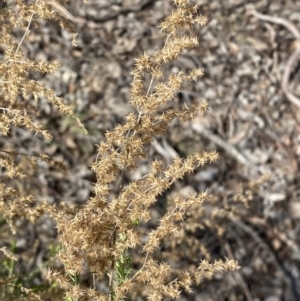 Cassinia sifton at Queanbeyan East, NSW - 20 Aug 2022 02:10 PM