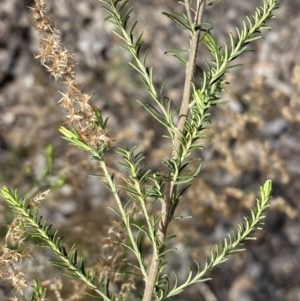 Cassinia sifton at Queanbeyan East, NSW - 20 Aug 2022 02:10 PM