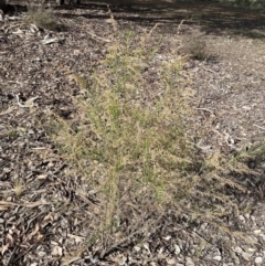 Cassinia sifton at Queanbeyan East, NSW - 20 Aug 2022
