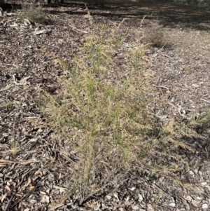 Cassinia sifton at Queanbeyan East, NSW - 20 Aug 2022 02:10 PM