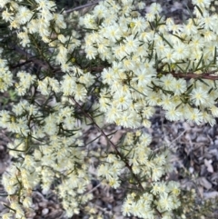 Acacia genistifolia (Early Wattle) at QPRC LGA - 20 Aug 2022 by Steve_Bok