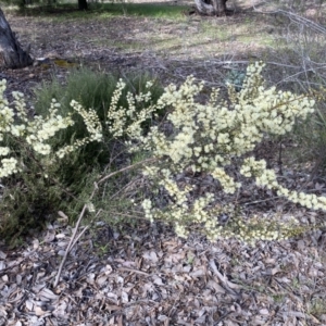 Acacia genistifolia at Queanbeyan East, NSW - 20 Aug 2022