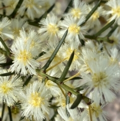 Acacia genistifolia at Queanbeyan East, NSW - 20 Aug 2022