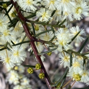 Acacia genistifolia at Queanbeyan East, NSW - 20 Aug 2022