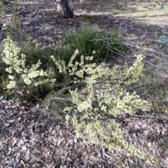 Acacia genistifolia at Queanbeyan East, NSW - 20 Aug 2022