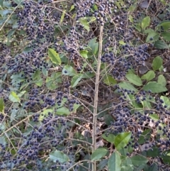 Ligustrum sinense (Narrow-leaf Privet, Chinese Privet) at Queanbeyan East, NSW - 20 Aug 2022 by Steve_Bok