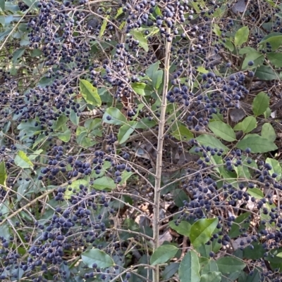 Ligustrum sinense (Narrow-leaf Privet, Chinese Privet) at Queanbeyan East, NSW - 20 Aug 2022 by SteveBorkowskis