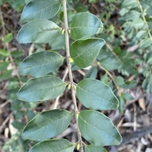 Ligustrum sinense at Queanbeyan East, NSW - 20 Aug 2022