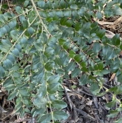 Ligustrum sinense at Queanbeyan East, NSW - 20 Aug 2022