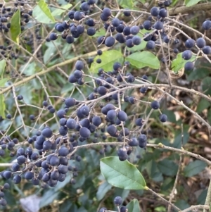 Ligustrum sinense at Queanbeyan East, NSW - 20 Aug 2022