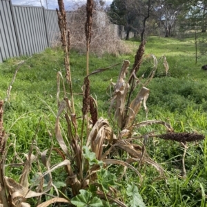 Sorghum bicolor at Queanbeyan East, NSW - 20 Aug 2022 02:02 PM