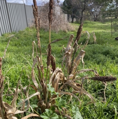 Sorghum bicolor (Cultivated Sorghum) at QPRC LGA - 20 Aug 2022 by Steve_Bok