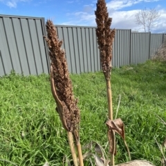 Sorghum bicolor at Queanbeyan East, NSW - 20 Aug 2022 02:02 PM