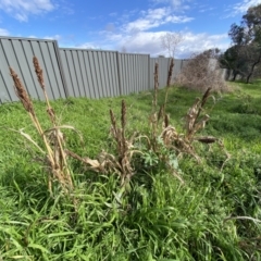 Sorghum bicolor at Queanbeyan East, NSW - 20 Aug 2022