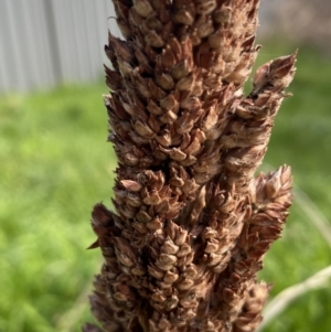 Sorghum bicolor at Queanbeyan East, NSW - 20 Aug 2022 02:02 PM