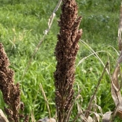 Sorghum bicolor at Queanbeyan East, NSW - 20 Aug 2022 02:02 PM