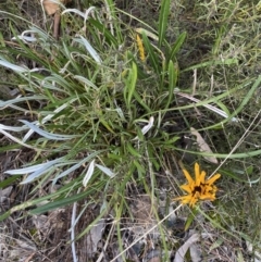 Gazania x splendens (Gazania) at Queanbeyan East, NSW - 20 Aug 2022 by SteveBorkowskis