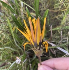 Gazania x splendens at Queanbeyan East, NSW - 20 Aug 2022 01:59 PM