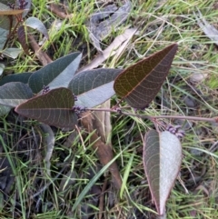 Hardenbergia violacea (False Sarsaparilla) at Queanbeyan East, NSW - 20 Aug 2022 by SteveBorkowskis