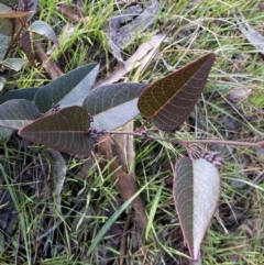 Hardenbergia violacea (False Sarsaparilla) at Queanbeyan East, NSW - 20 Aug 2022 by Steve_Bok