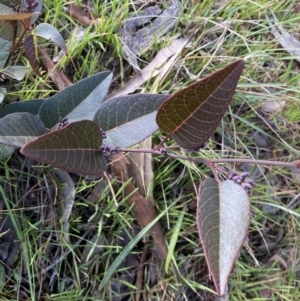 Hardenbergia violacea at Queanbeyan East, NSW - 20 Aug 2022