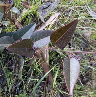 Hardenbergia violacea (False Sarsaparilla) at Queanbeyan East, NSW - 20 Aug 2022 by SteveBorkowskis