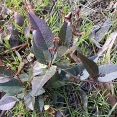 Hardenbergia violacea at Queanbeyan East, NSW - 20 Aug 2022