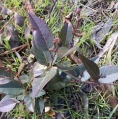 Hardenbergia violacea at Queanbeyan East, NSW - 20 Aug 2022 01:59 PM