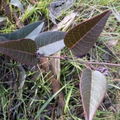 Hardenbergia violacea at Queanbeyan East, NSW - 20 Aug 2022 01:59 PM