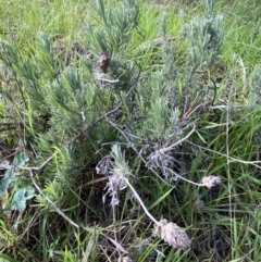 Lavandula stoechas (Spanish Lavender or Topped Lavender) at Queanbeyan East, NSW - 20 Aug 2022 by SteveBorkowskis