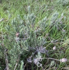 Lavandula stoechas at Queanbeyan East, NSW - 20 Aug 2022 01:58 PM