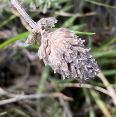 Lavandula stoechas at Queanbeyan East, NSW - 20 Aug 2022 01:58 PM