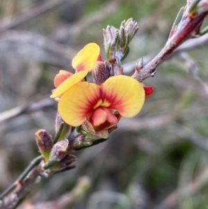 Dillwynia sericea at Queanbeyan East, NSW - 20 Aug 2022