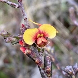 Dillwynia sericea at Queanbeyan East, NSW - 20 Aug 2022
