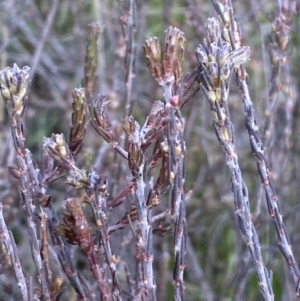 Dillwynia sericea at Queanbeyan East, NSW - 20 Aug 2022 01:57 PM