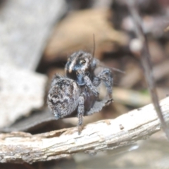 Maratus calcitrans (Kicking peacock spider) at Piney Ridge - 19 Aug 2022 by Harrisi