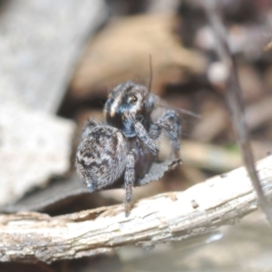 Maratus calcitrans at Stromlo, ACT - suppressed