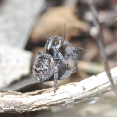 Maratus calcitrans (Kicking peacock spider) at Stromlo, ACT - 19 Aug 2022 by Harrisi