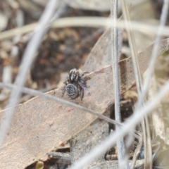 Maratus calcitrans at Stromlo, ACT - suppressed