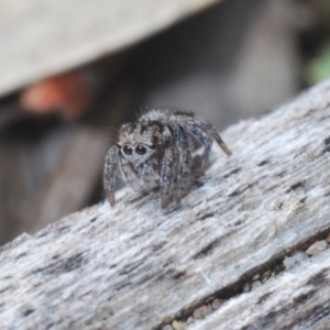 Maratus calcitrans at Stromlo, ACT - suppressed