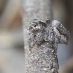 Maratus calcitrans at Stromlo, ACT - suppressed