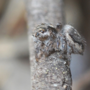 Maratus calcitrans at Stromlo, ACT - 19 Aug 2022