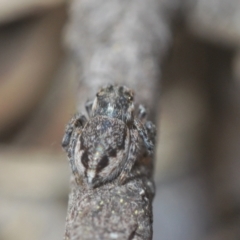 Maratus calcitrans at Stromlo, ACT - suppressed