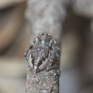 Maratus calcitrans at Stromlo, ACT - suppressed