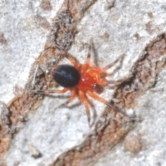 Nicodamidae (family) (Red and Black Spider) at Piney Ridge - 19 Aug 2022 by Harrisi