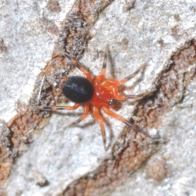 Nicodamidae (family) (Red and Black Spider) at Block 402 - 19 Aug 2022 by Harrisi