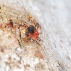 Nicodamidae (family) at Stromlo, ACT - 19 Aug 2022 01:28 PM