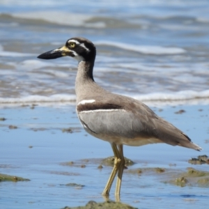 Esacus magnirostris at Oak Beach, QLD - 6 Aug 2022 11:35 AM