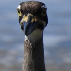 Esacus magnirostris at Oak Beach, QLD - 6 Aug 2022 11:35 AM